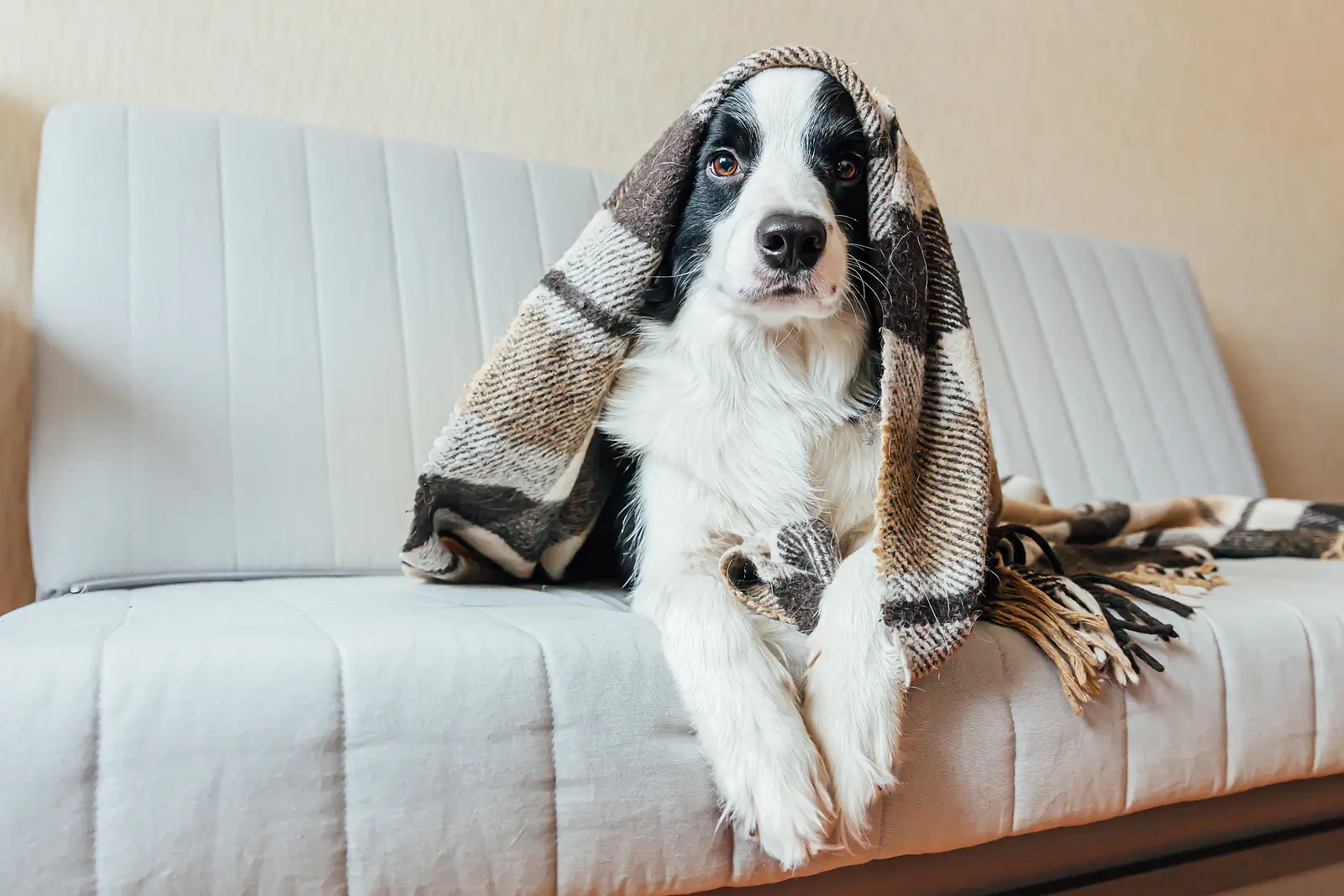Pets, Policies, and Peace of Mind: A Guide for Coachella Valley Landlords
